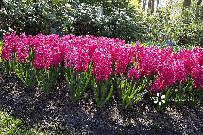 荷兰利瑟市粉色植物特写图片素材