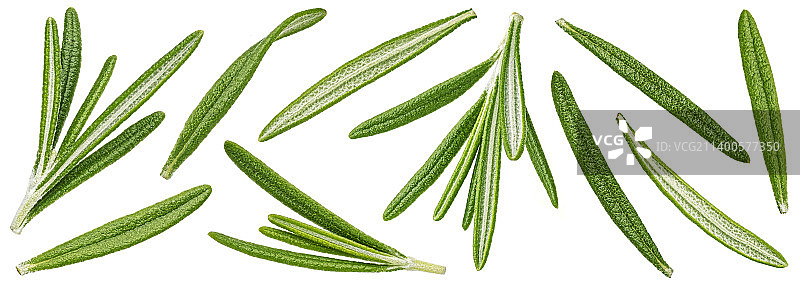 白色背景下的迷迭香特写图片素材