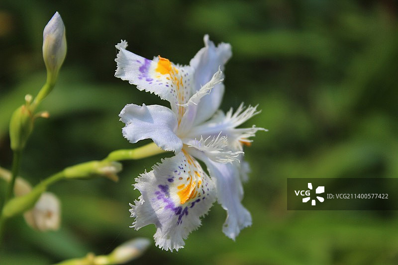 白色开花植物特写，拍摄于日本神奈川县镰仓市图片素材