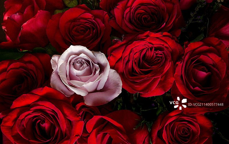 红色玫瑰特写，美国图片素材