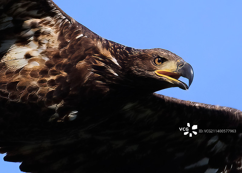 纽约银湖的白头翁特写图片素材