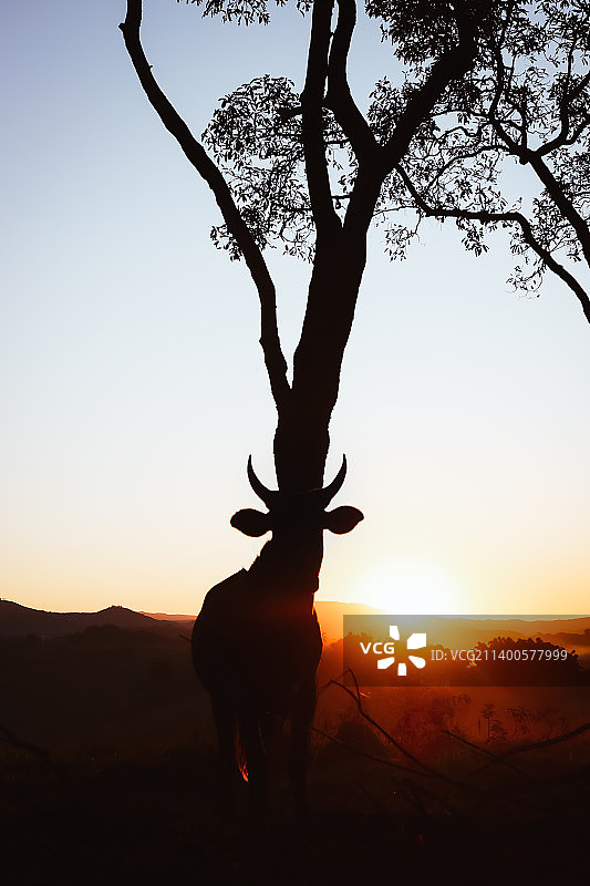 夕阳下与树木排列的牛轮廓图片素材