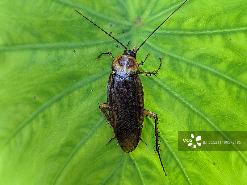 昆虫在树叶上的特写图片素材