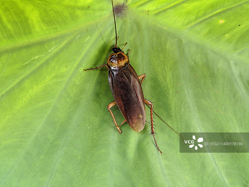 昆虫在树叶上的特写图片素材