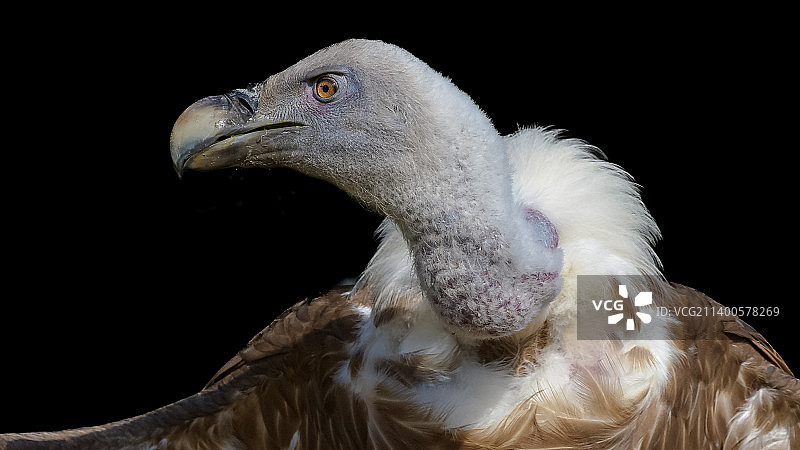 秃鹰特写图片素材