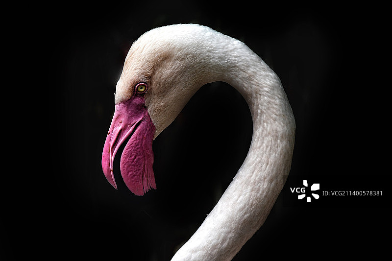 智利火烈鸟的特写，黑色背景图片素材