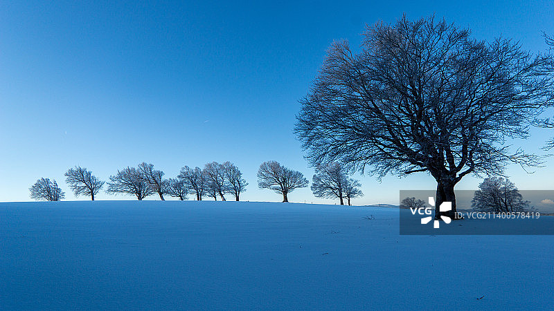 弗莱堡绍因斯兰雪原上的树木，德国图片素材