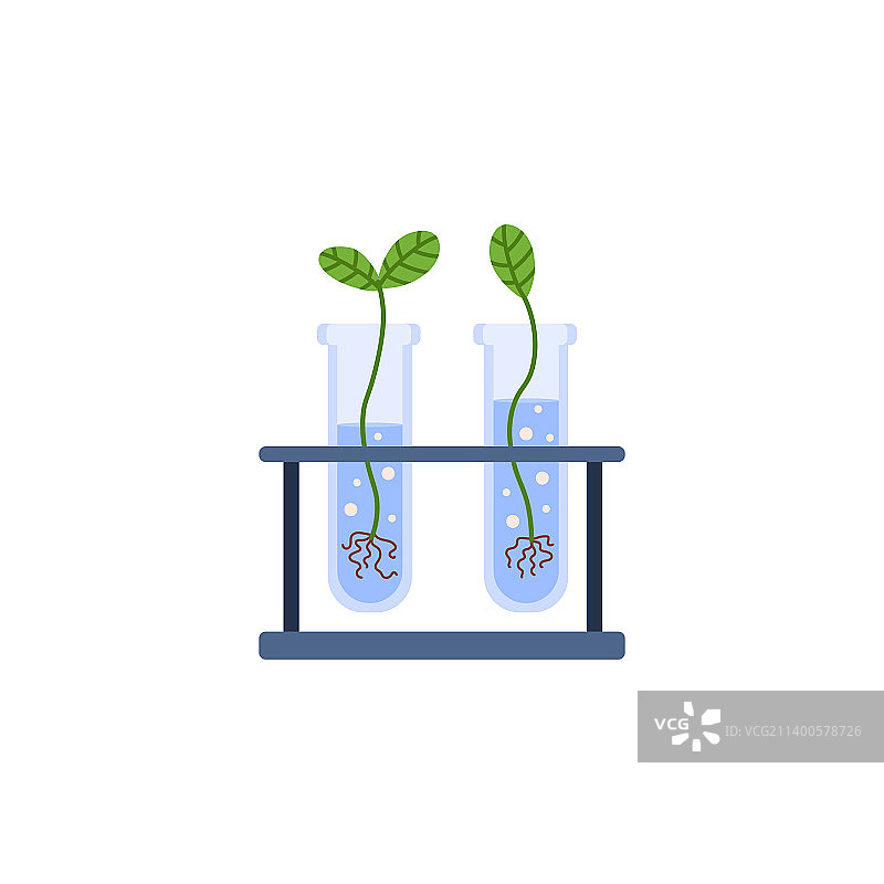 烧瓶试管中生长的植物的转基因概念图片素材