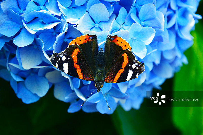 波兰：在蓝色花朵上采蜜的蝴蝶特写图片素材