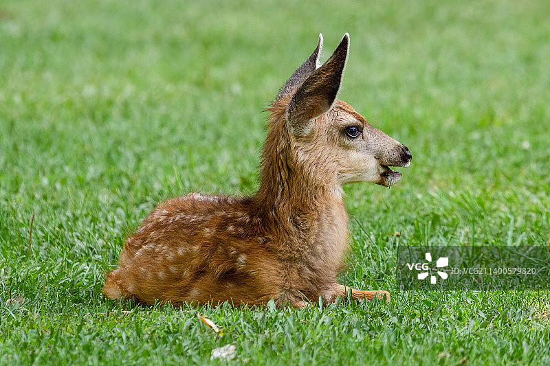 鹿坐在草地上的侧视图，美国图片素材