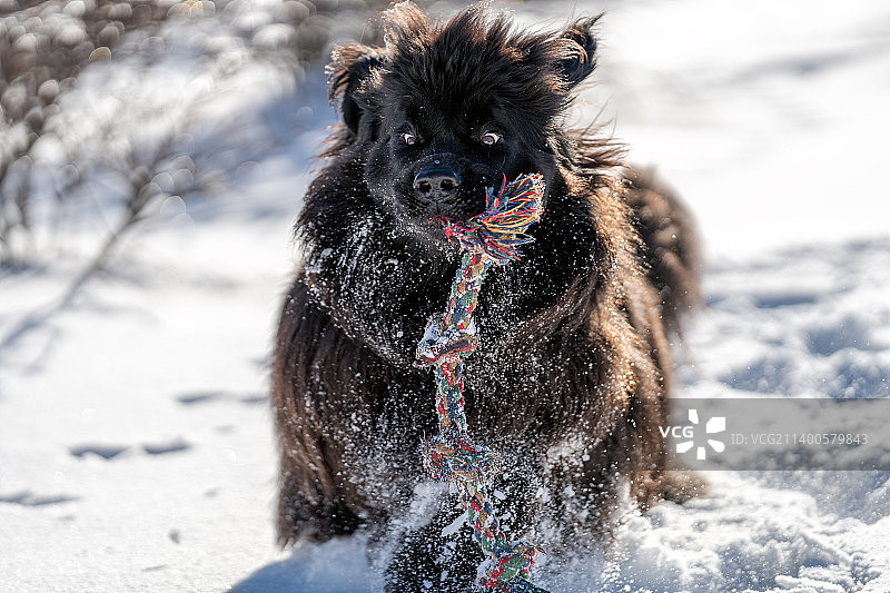 在雪地里玩耍的纽芬兰犬维卡，意大利马切拉塔图片素材