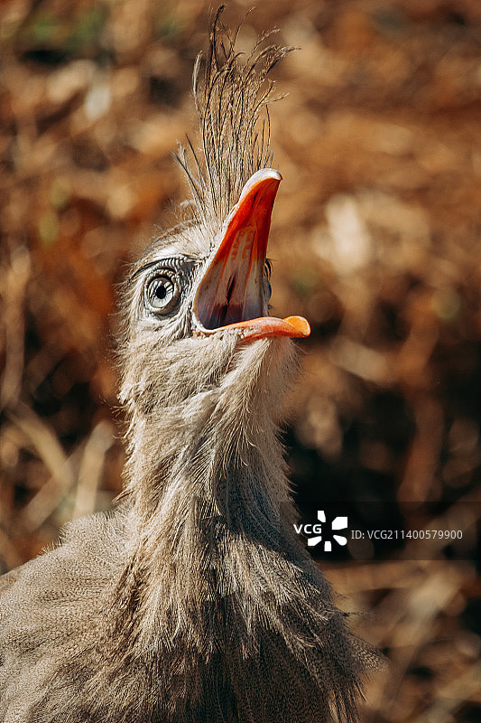 叫喊的红腿叫鹤鸟特写图片素材