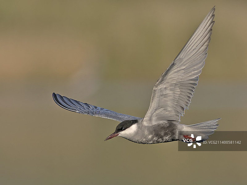 希腊户外飞行的燕鸥特写图片素材