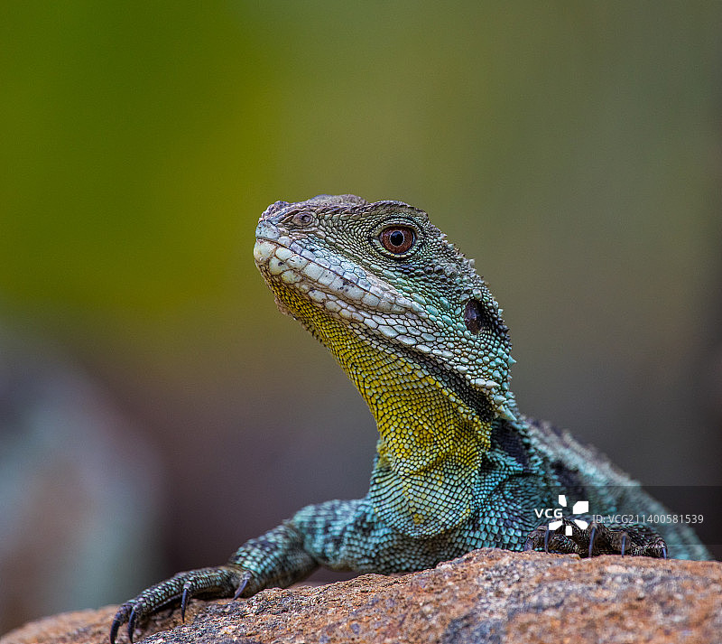 澳大利亚澳大利亚首都特区堪培拉岩石上的变色龙特写图片素材
