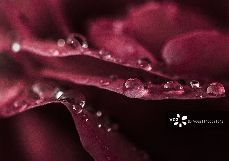 粉色玫瑰花上的水滴特写图片素材