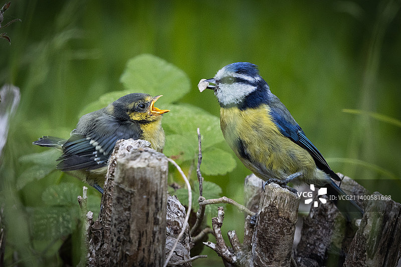 鸟儿栖息在树枝上的特写图片素材