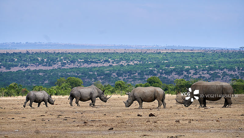 一群大象图片素材