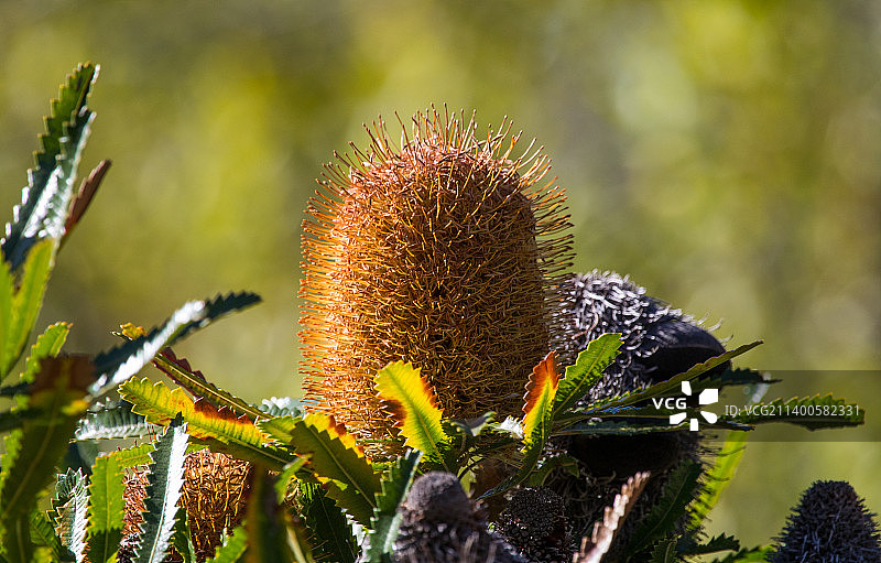 澳大利亚首都领地堪培拉仙人掌植物特写图片素材