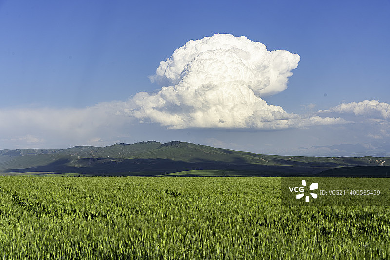 新疆昭苏的麦田图片素材