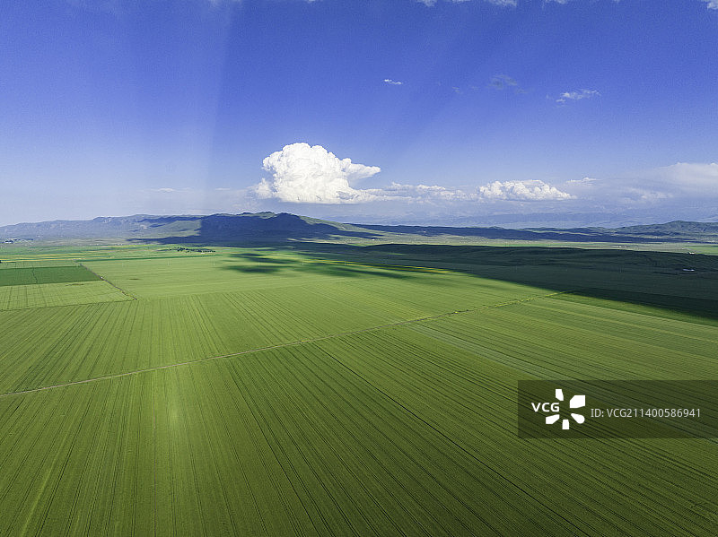 航拍新疆昭苏大片的农田，麦田图片素材