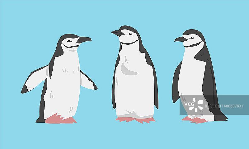 帽带企鹅，作为不会飞的水鸟图片素材