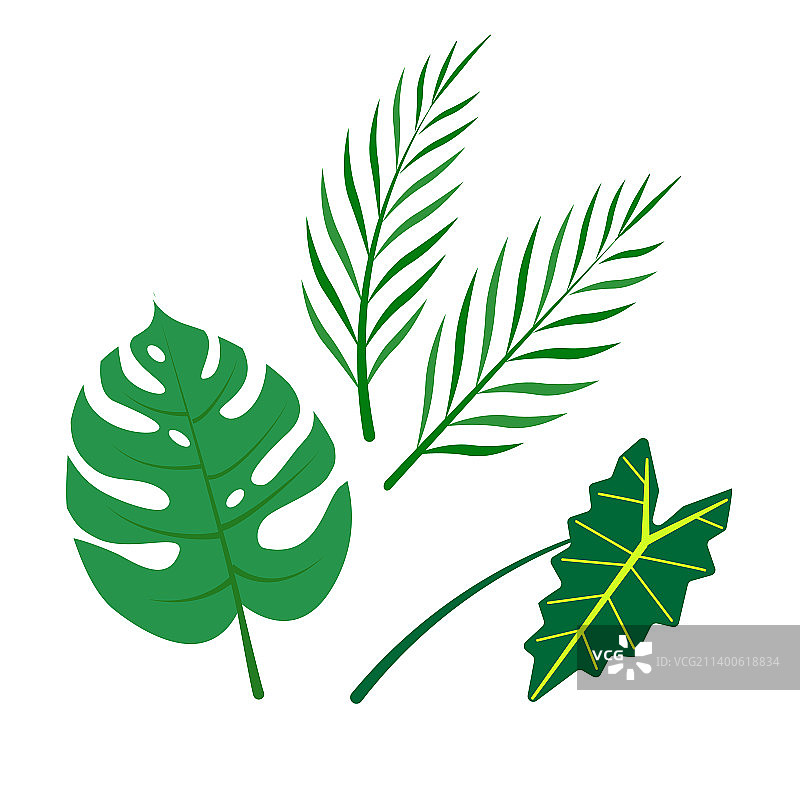 热带植物组合图片素材