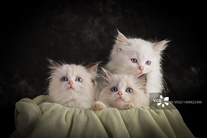 宠物小奶猫图片素材