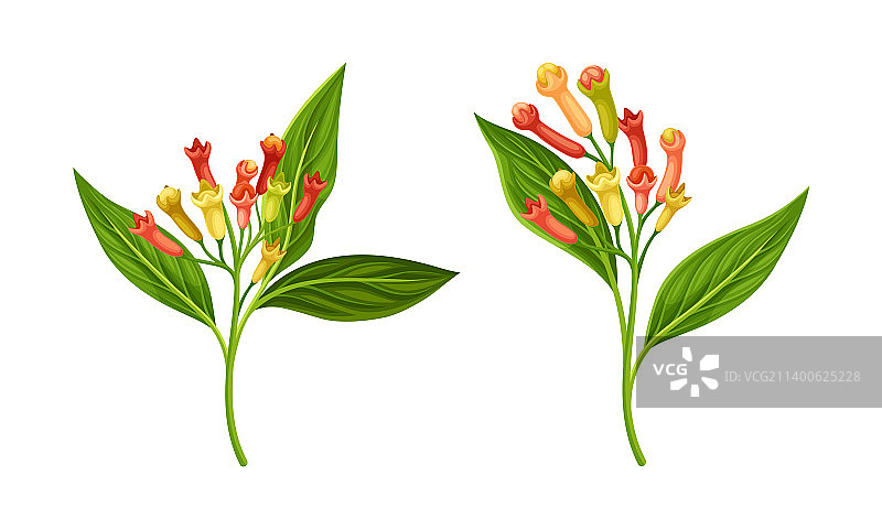 丁香树枝与成熟的芳香花蕾图片素材