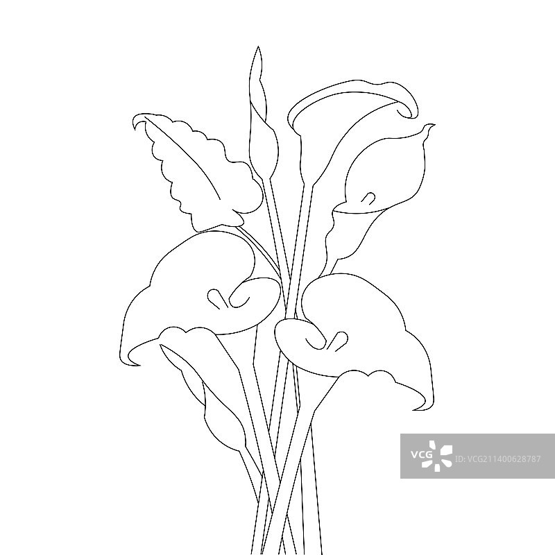 马蹄莲儿童线条画填色书页图片素材