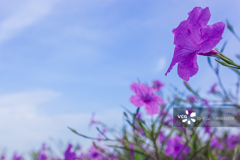 城市花卉景观图片素材