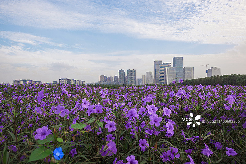 城市花卉景观图片素材