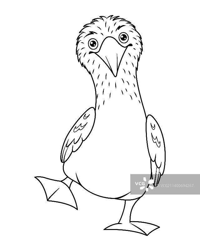 蓝脚鲣鸟涂色页图片素材