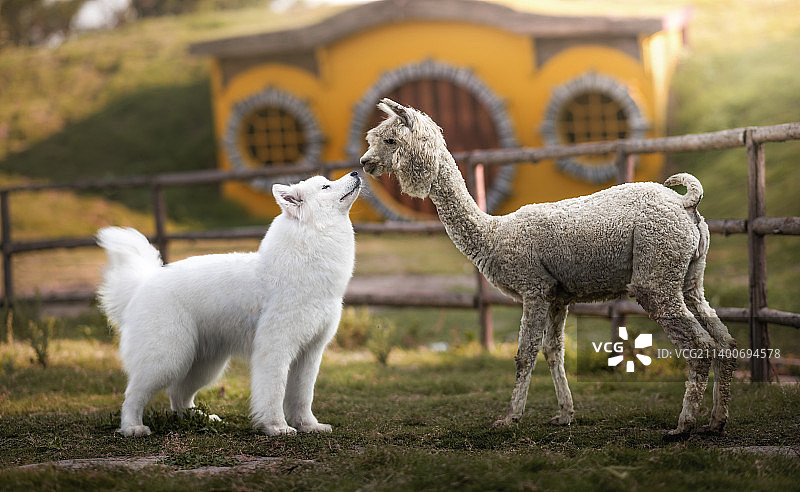 萨摩耶和羊驼的亲亲图片素材