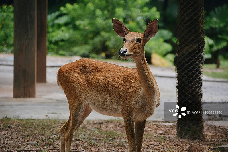 扑通扑通，小鹿乱撞图片素材