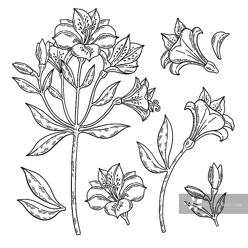 黑白姬百合线条艺术合集图片素材