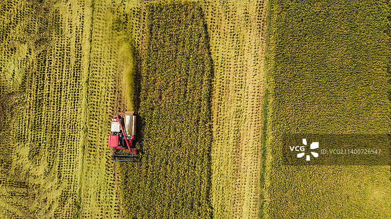 金黄水稻收割晾晒图片素材