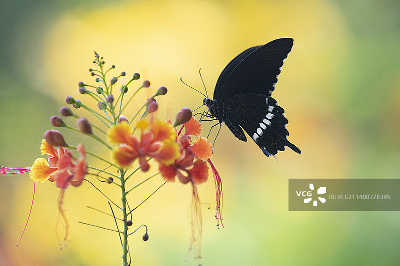 玉带凤蝶图片素材