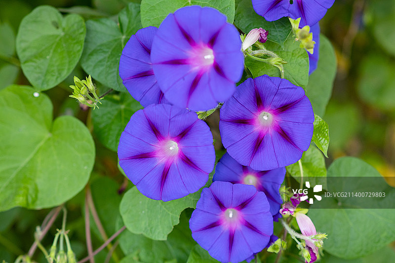 乡村野外清晨开满牵牛花喇叭花图片素材