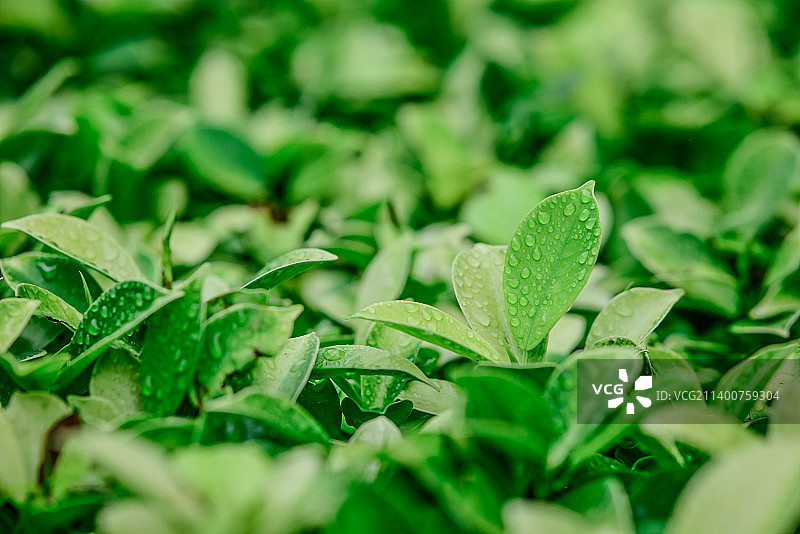 质感绿叶图片素材