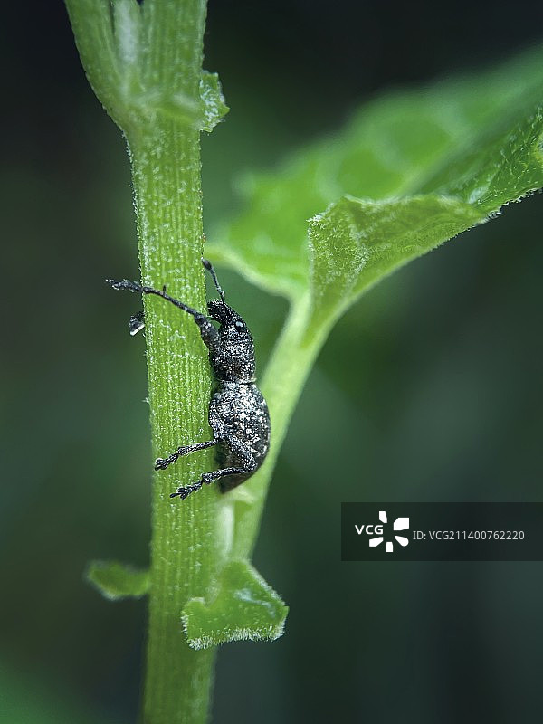小象鼻虫图片素材