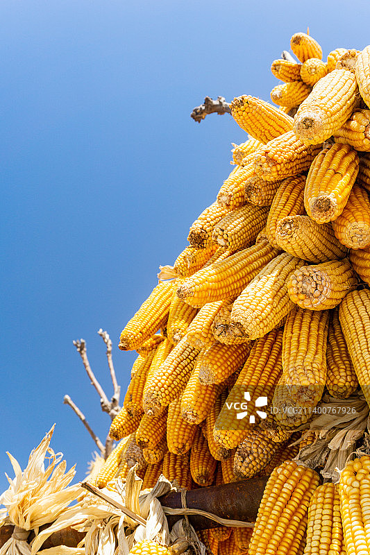 蓝天下玉米的低角度视图图片素材