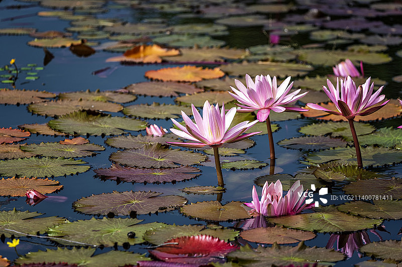 油画般的荷塘和粉色睡莲图片素材