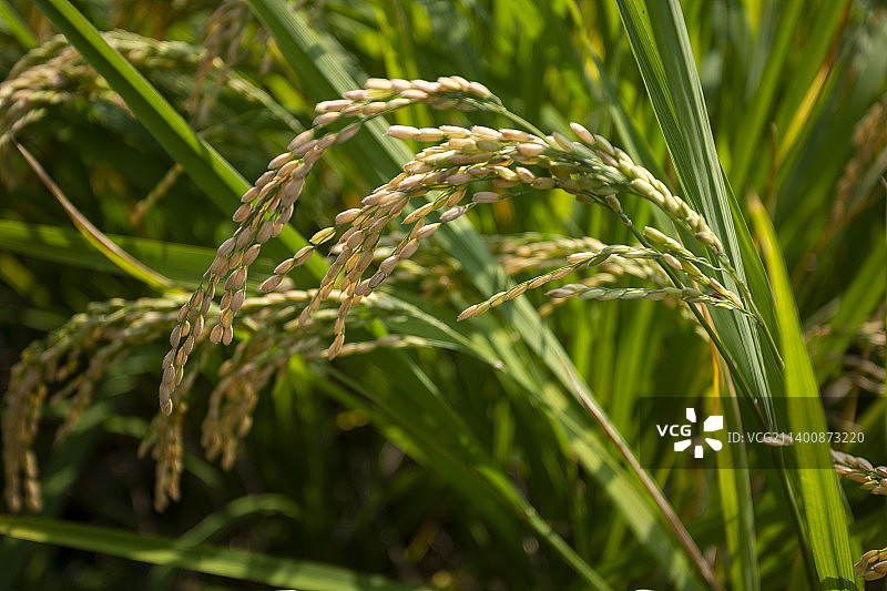 稻田，谷穗图片素材
