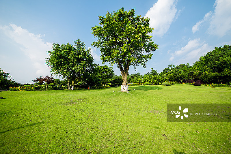 公园草坪和树林图片素材