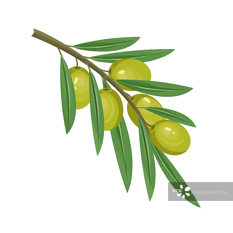 绿色橄榄枝图标或剪贴画图片素材