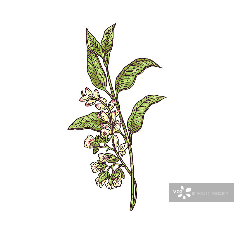 小豆蔻开花新鲜枝条速写图片素材