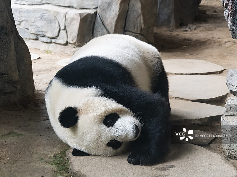 玩耍的大熊猫 趴着的熊猫图片素材