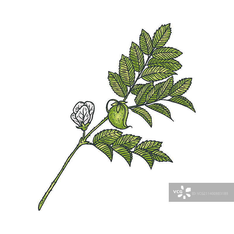 开花的鹰嘴豆植物花朵素描图片素材