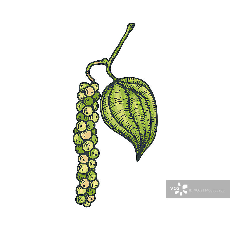 胡椒籽植物素描图片素材