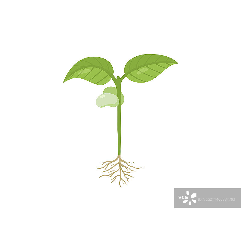 带根和第一片叶子的豆芽图片素材